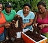 Dominica Seamoss: A Natural Superfood from the Sea