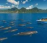 Whale Watching Capital of the Caribbean