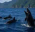 False Killer Whales