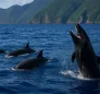 False Killer Whales