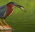 Green Heron (Kalali)