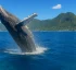 Humpback Whales