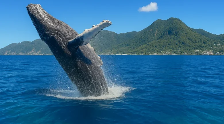 Whales of Dominica: Species & Facts