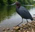 Little Blue Heron
