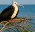Magnificent Frigatebird (female)