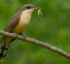 Mangrove Cuckoo (Coucou-manioc)