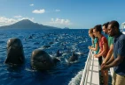 Pilot Whales