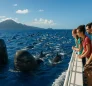 Pilot Whales