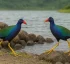 Purple Gallinule