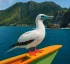 Red-footed Booby