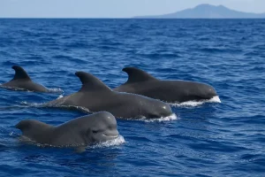 Short-Finned Pilot Whales