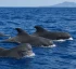 Short-Finned Pilot Whales