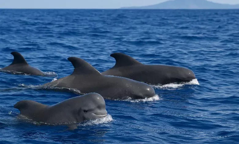 Short-Finned Pilot Whales