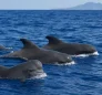 Short-Finned Pilot Whales