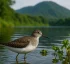 Solitary Sandpiper