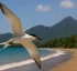 Sooty Tern