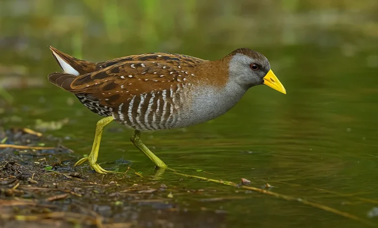 Sora