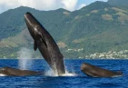 Sperm Whales in Dominica