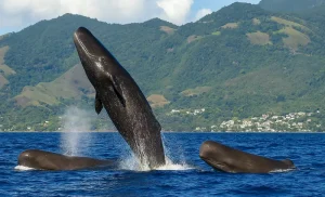 Sperm Whales in Dominica