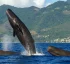 Sperm Whales in Dominica
