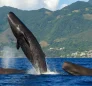 Sperm Whales in Dominica