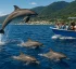 Spinner Dolphins