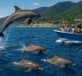 Spinner Dolphins