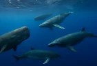 Whales of Dominica: Species & Facts