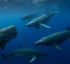 Whales of Dominica: Species & Facts