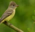 Yellow-bellied Elaenia