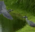 Yellow-crowned Night Heron (Kwabyé)