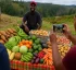 Agriculture in Dominica