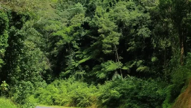 D’Leau Gommier in Dominica