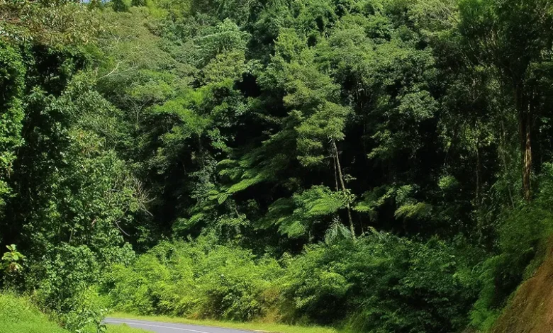 D’Leau Gommier in Dominica