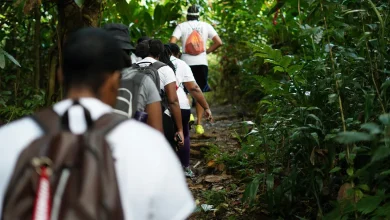 Hikers in Dominica Hiking A Rainforest Trail