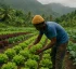 Organic Farming