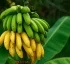 Plantain
