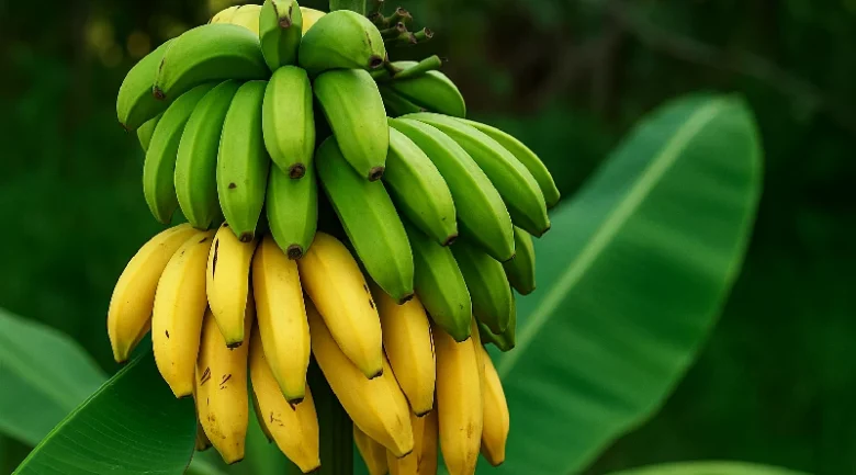 Plantain