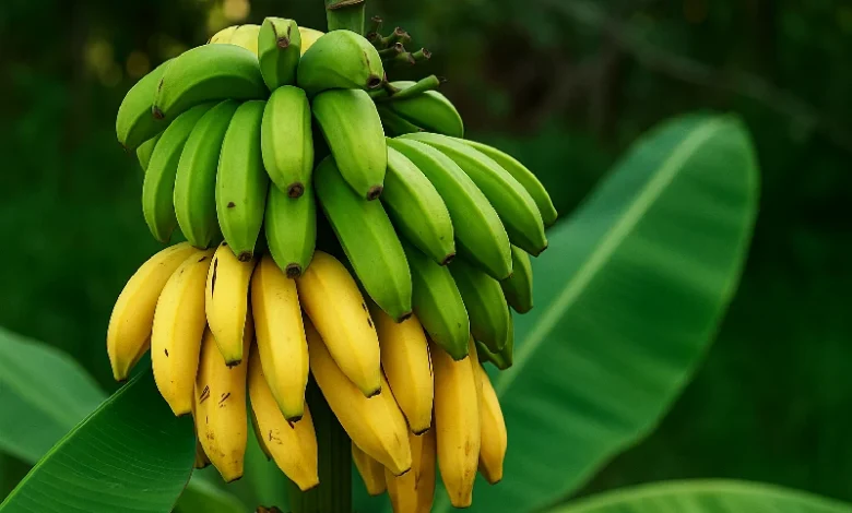 Ripe and Green Plantain