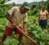 Subsistence Farming in Dominica