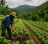Sustainable Farming