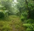 Morne Micotrin Trail