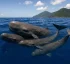 Sperm Whale Reserve Act for Dominica