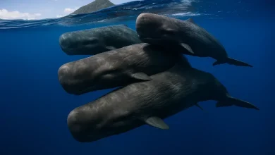 Sperm Whales Swimming in Dominica Sperm Whale Reserve