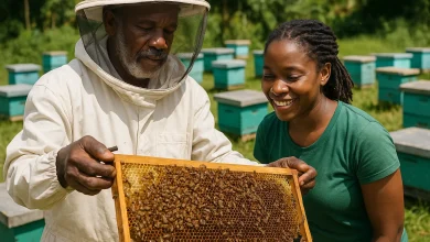 Honey harvesting and beekeeping