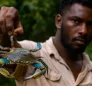 Atlantic Blue Crab (Callinectes Sapidus)