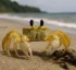 Atlantic Ghost Crab (Ocypode Quadrata)