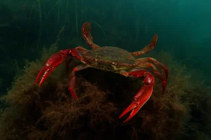 Callinectes Bocourti (Swimming Crab)