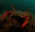 Callinectes Bocourti (Swimming Crab)