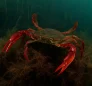 Callinectes Bocourti (Swimming Crab)